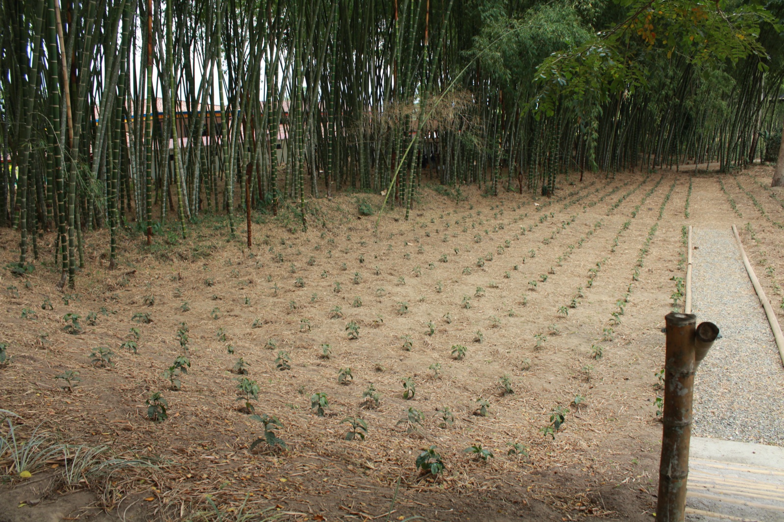 Cultivo de café entre vegetación en el departamento del Quindío