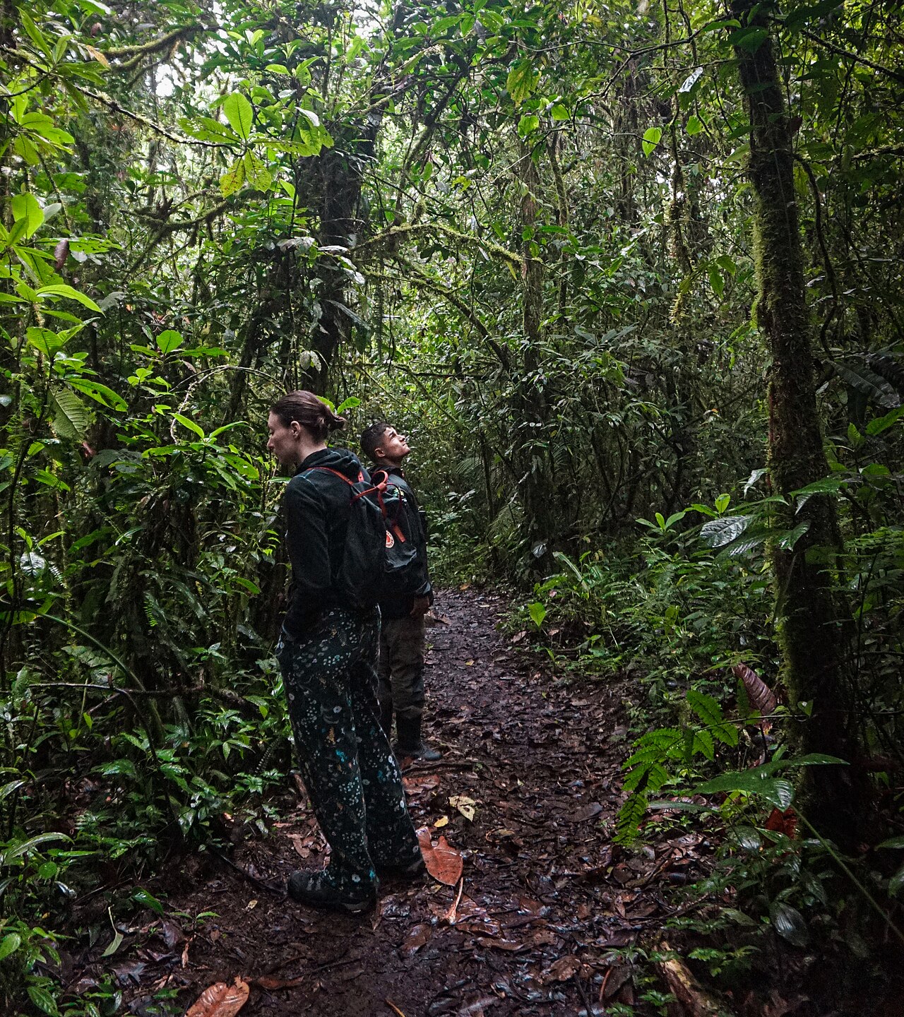 Sendero entre bosque húmedo en el Santuario Otún Quimbaya